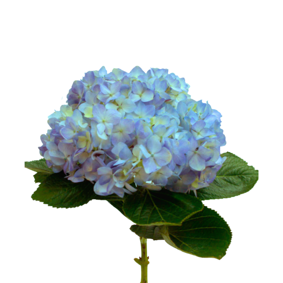 Hydrangea