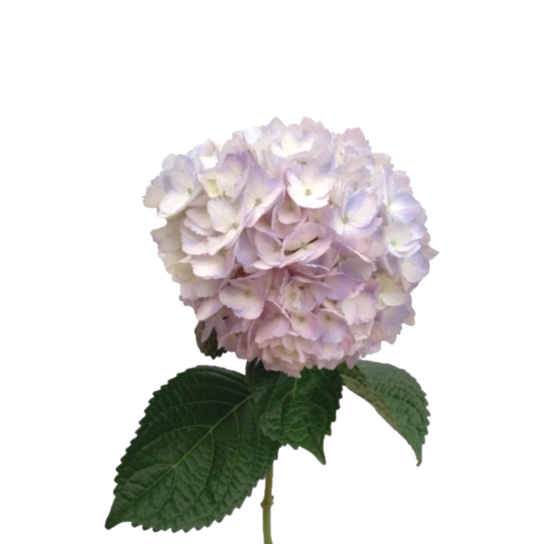 Hydrangea