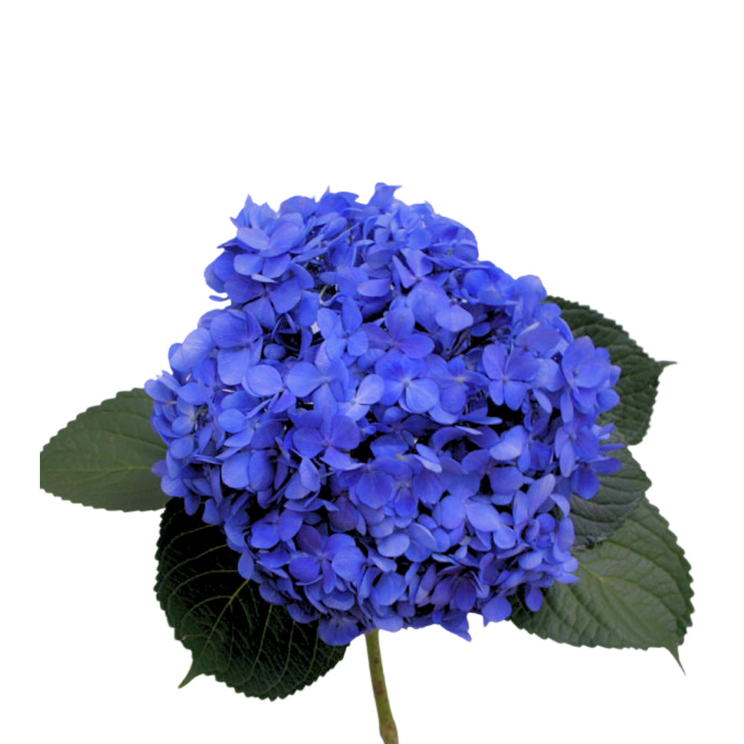 Hydrangea