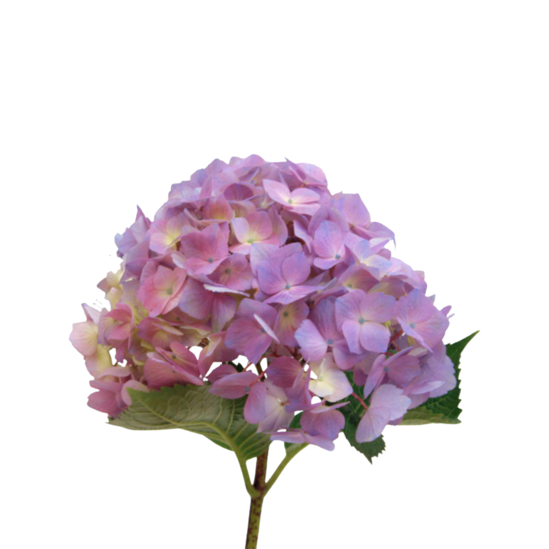 Hydrangea