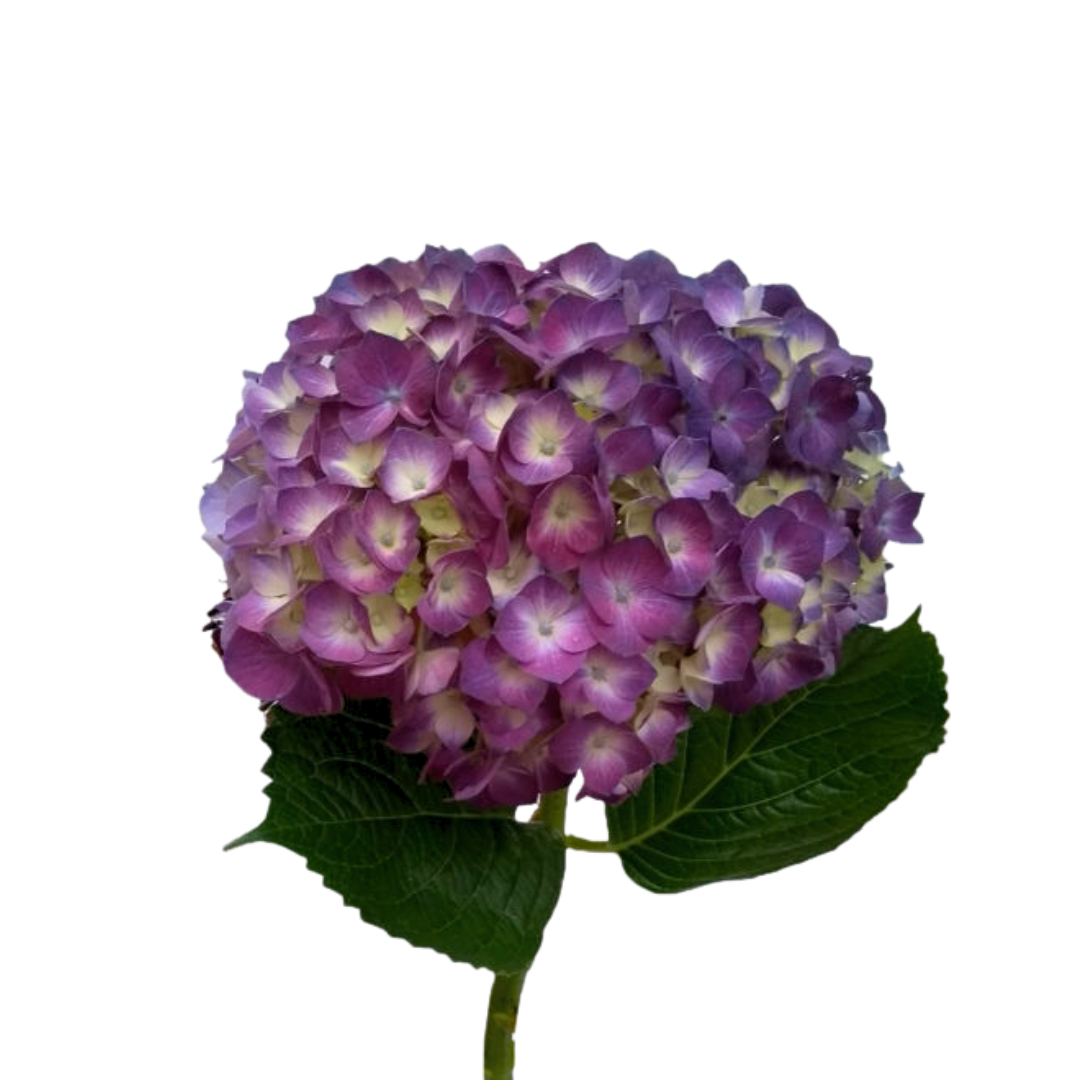 Hydrangea