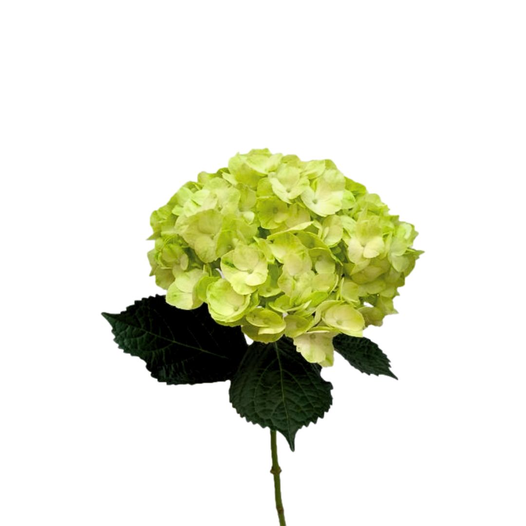 Hydrangea