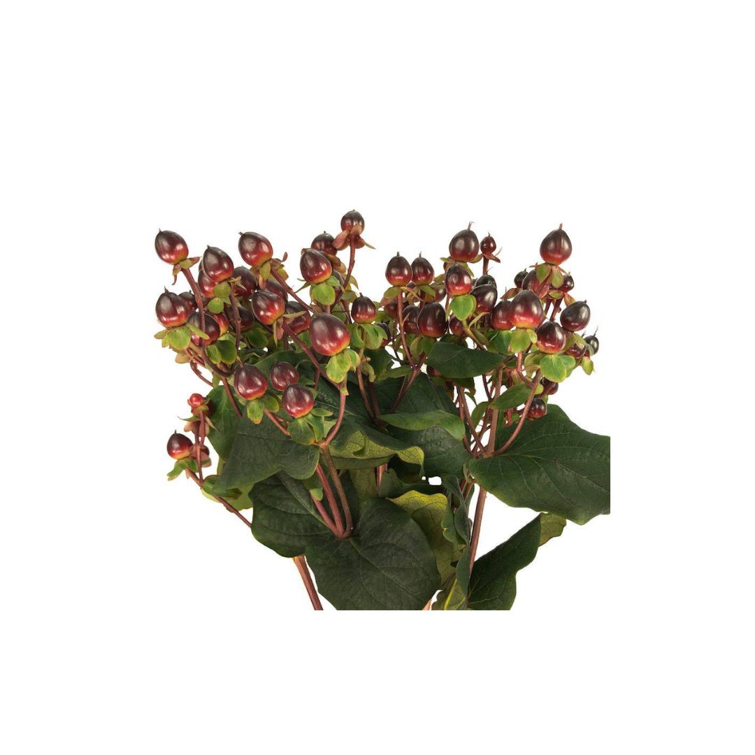 Hypericum