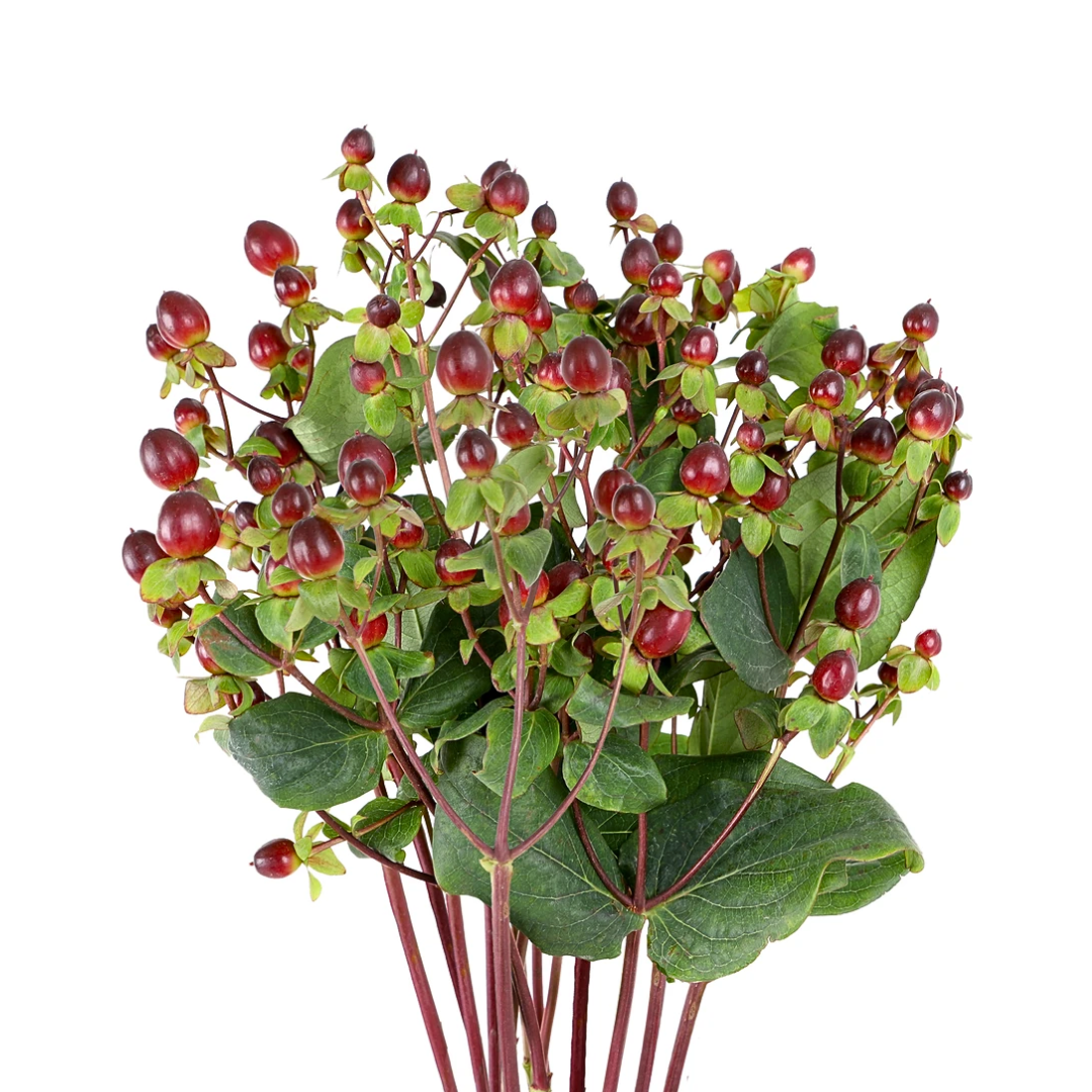 Hypericum
