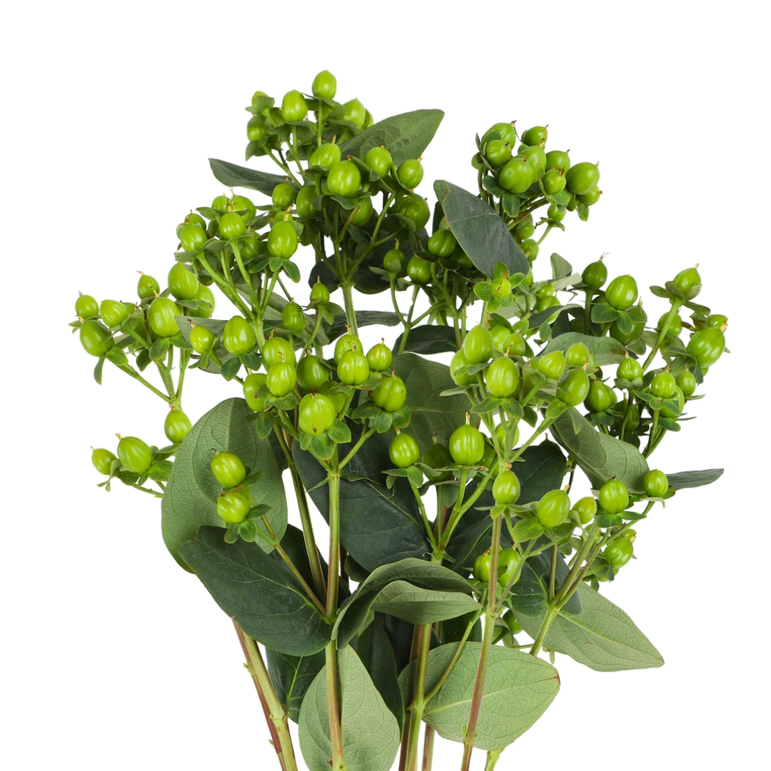 Hypericum