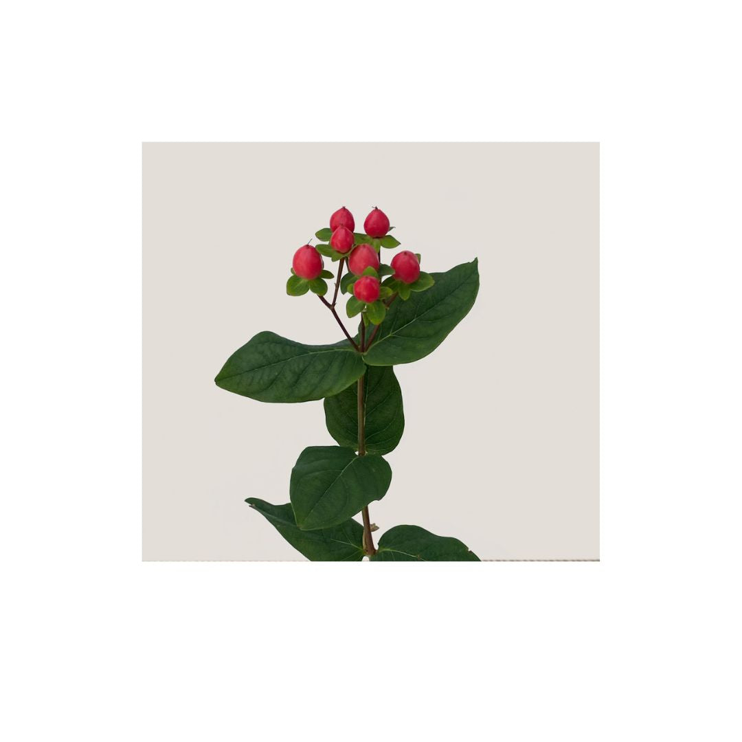 Hypericum