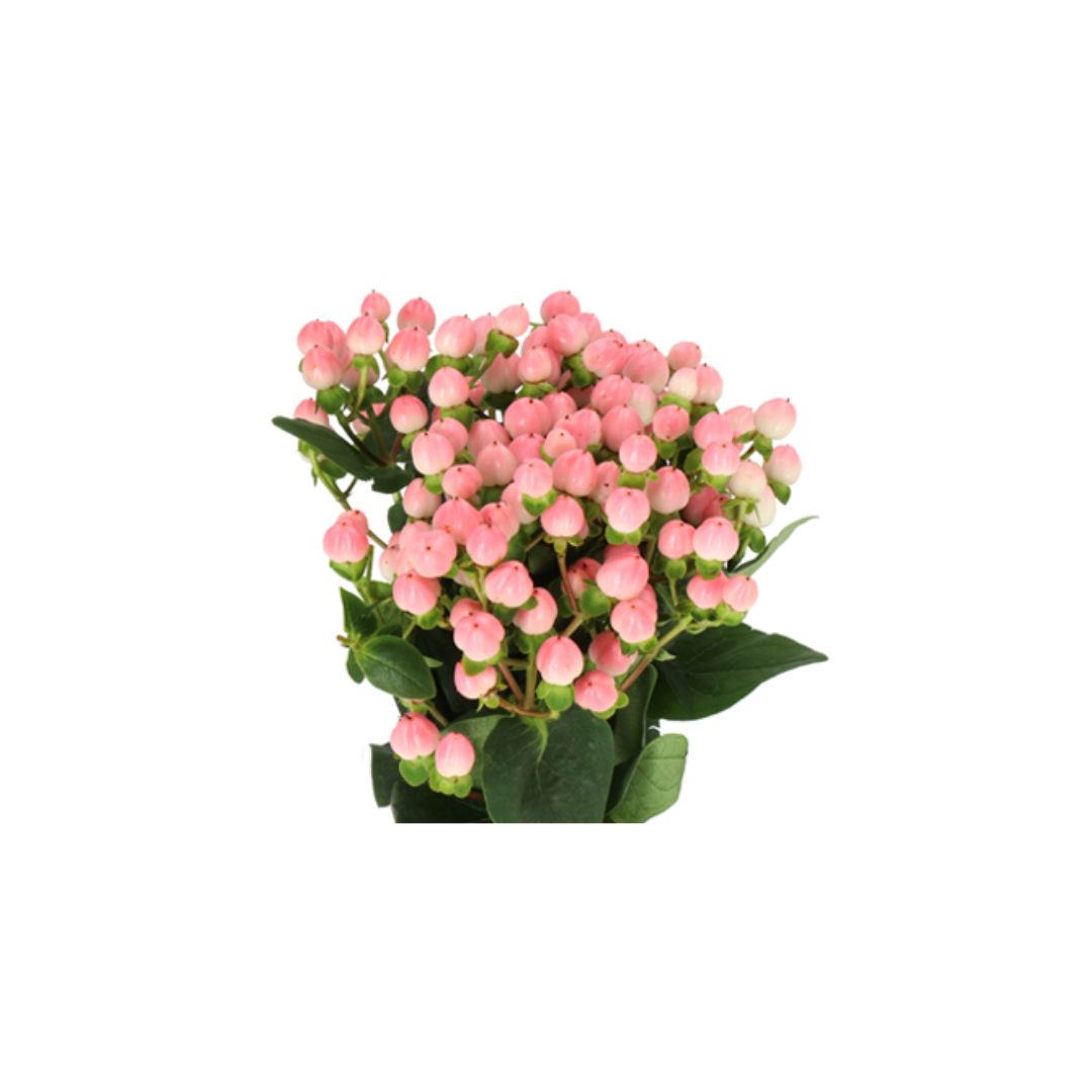 Hypericum