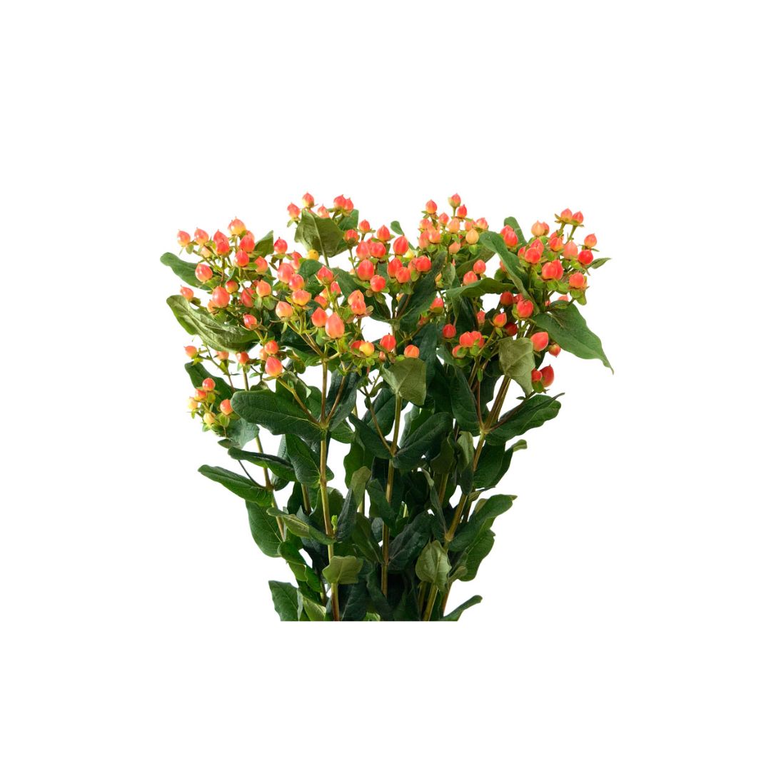 Hypericum