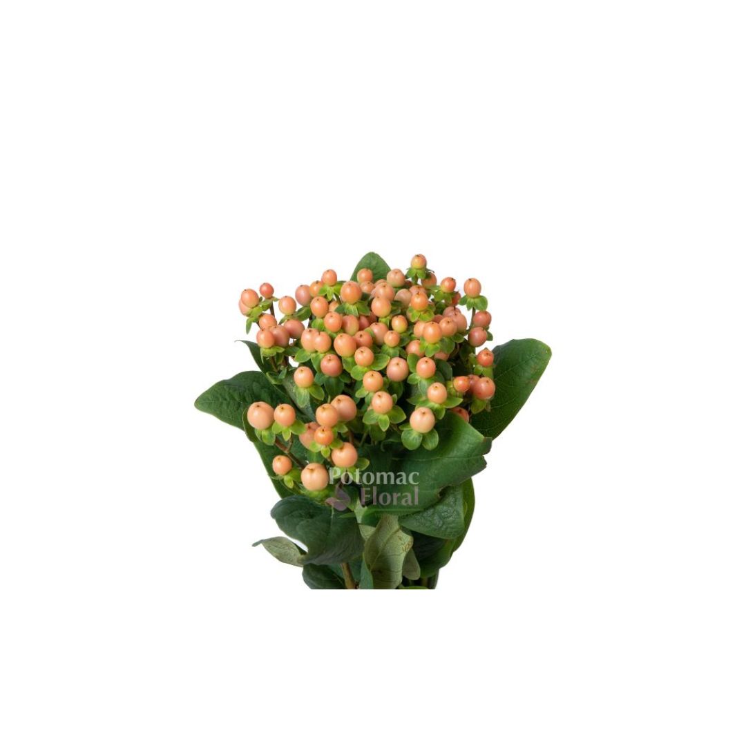 Hypericum