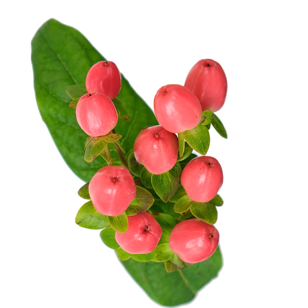 Hypericum