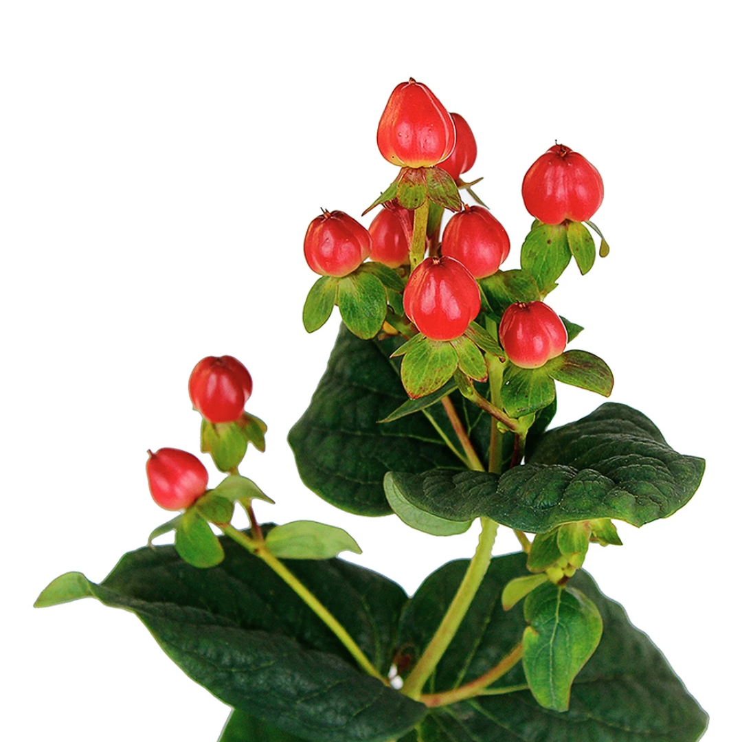 Hypericum