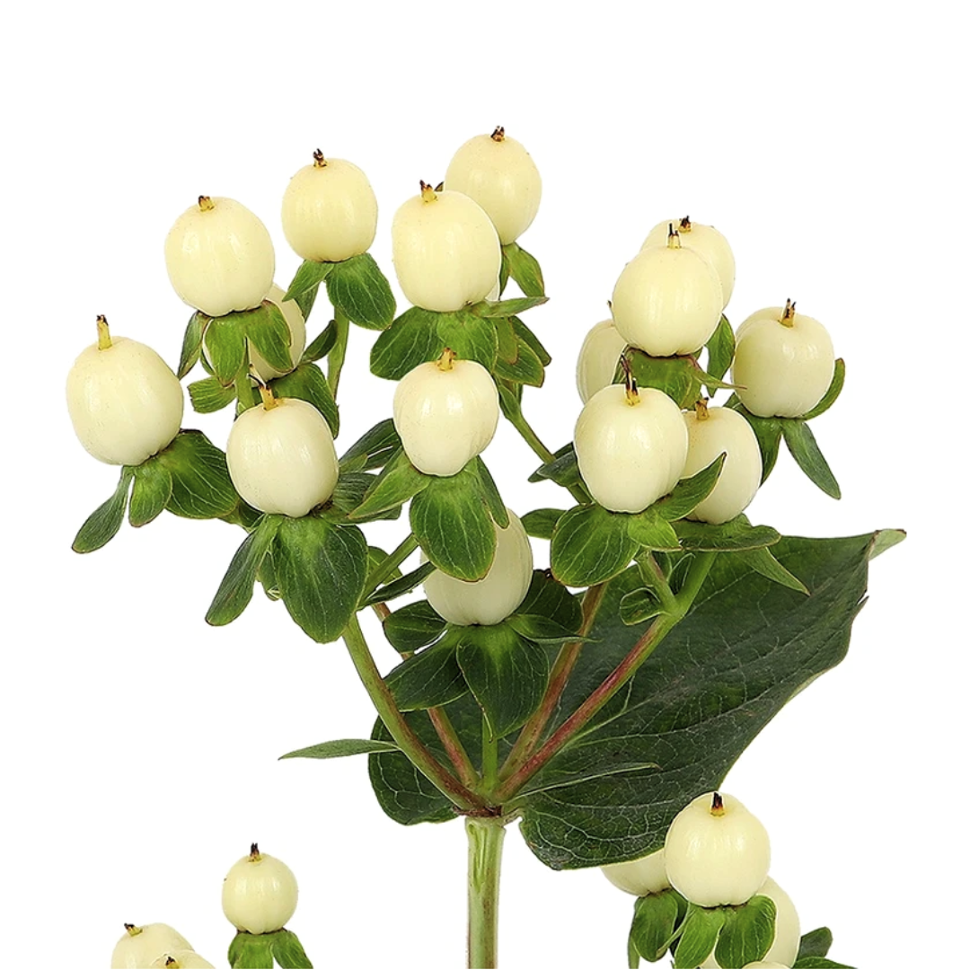 Hypericum