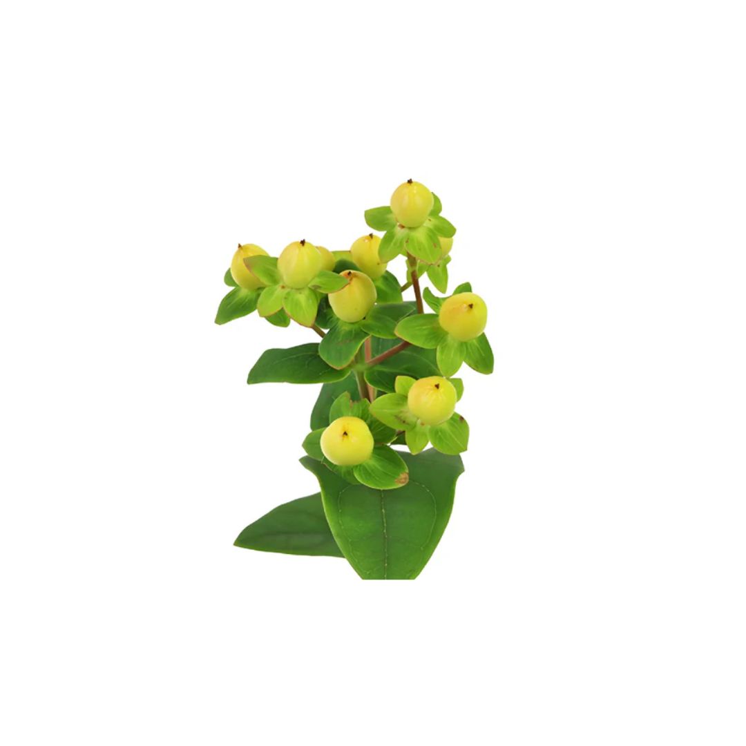 Hypericum