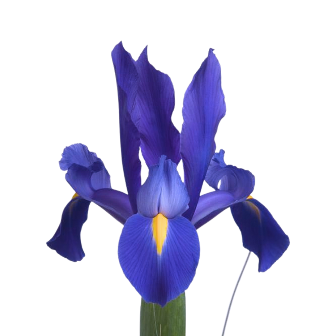 Iris