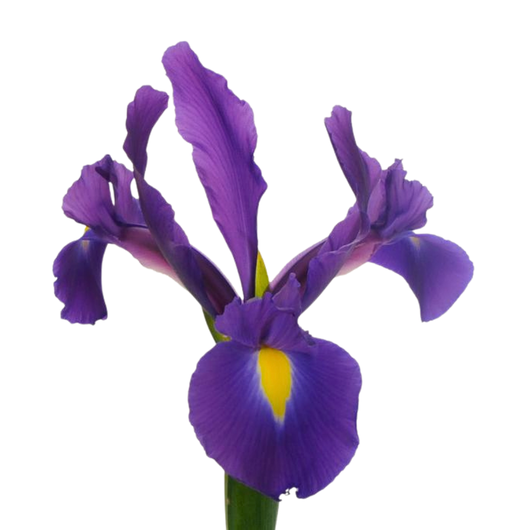 Iris