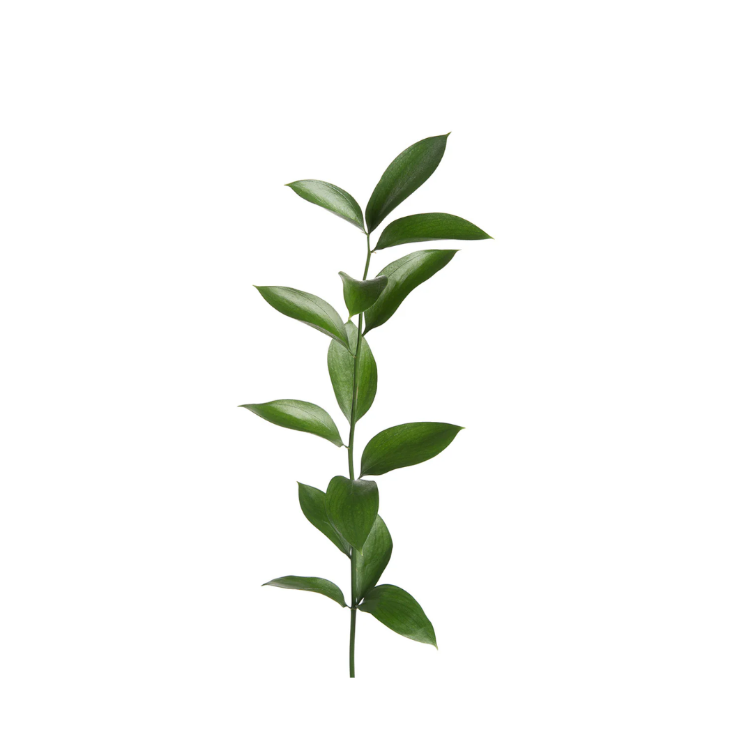 Ruscus