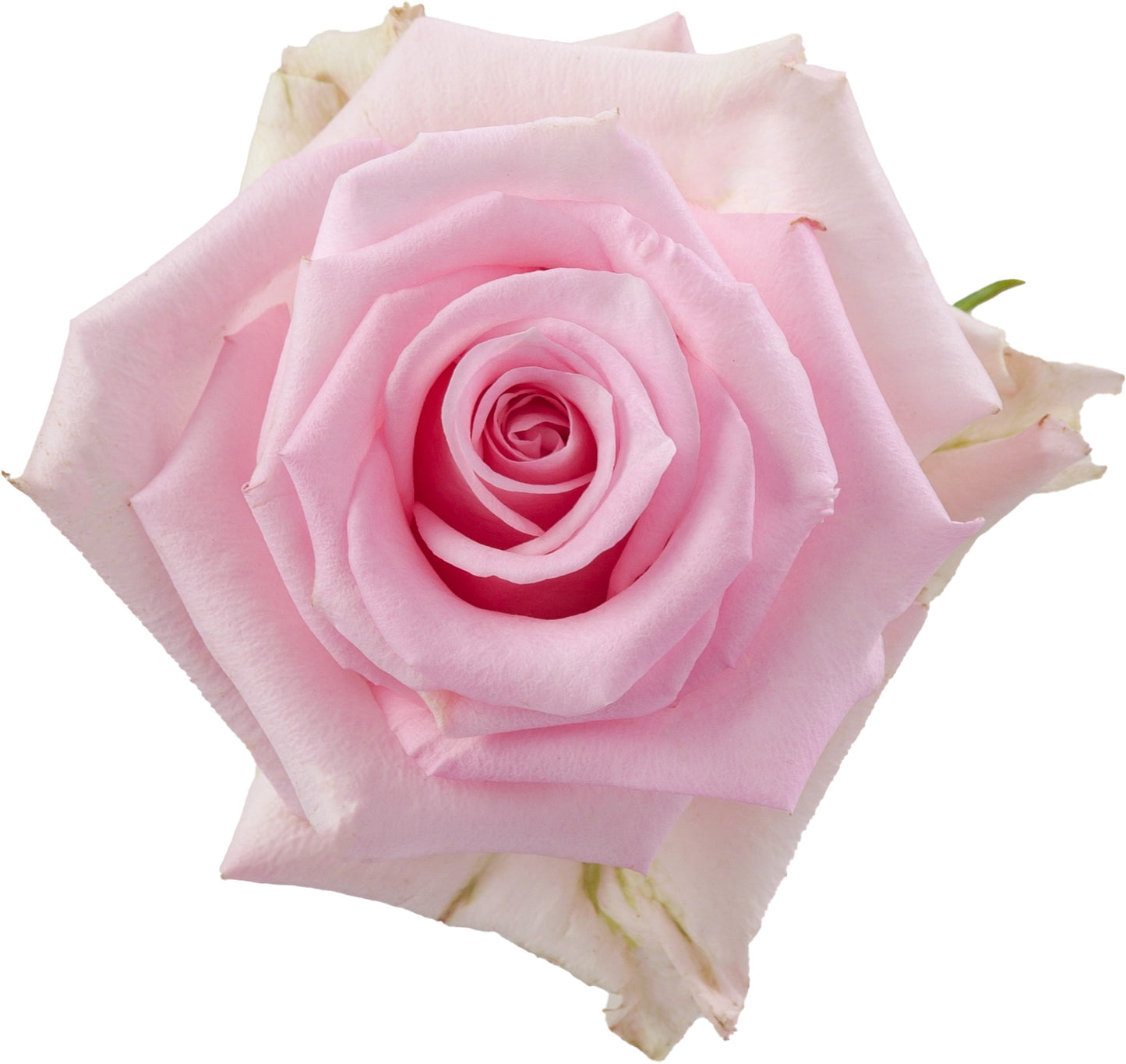 Rose Jessica