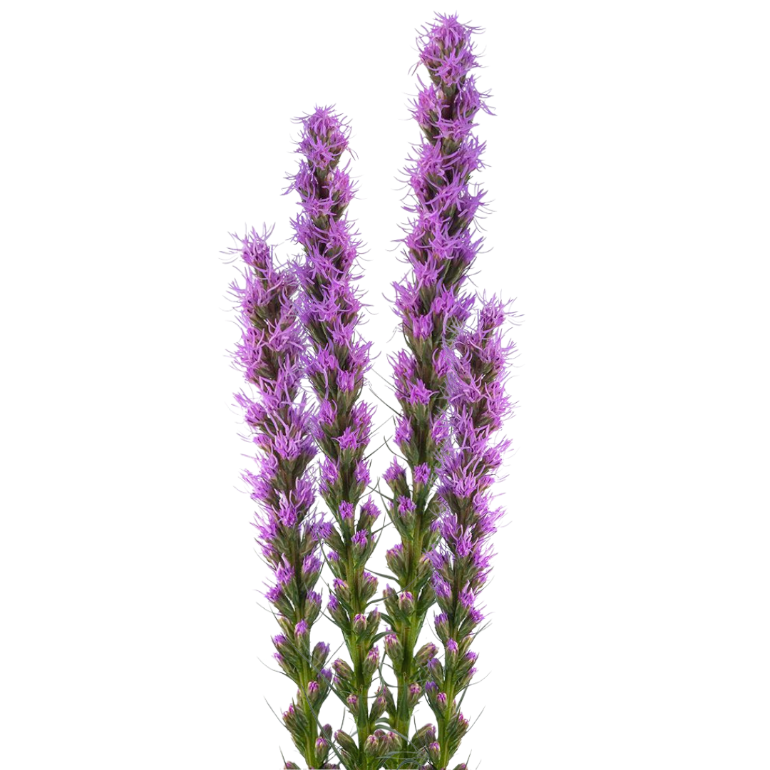 Liatris