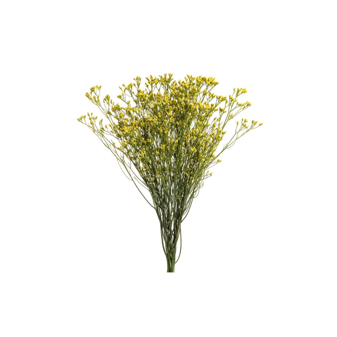 Limonium