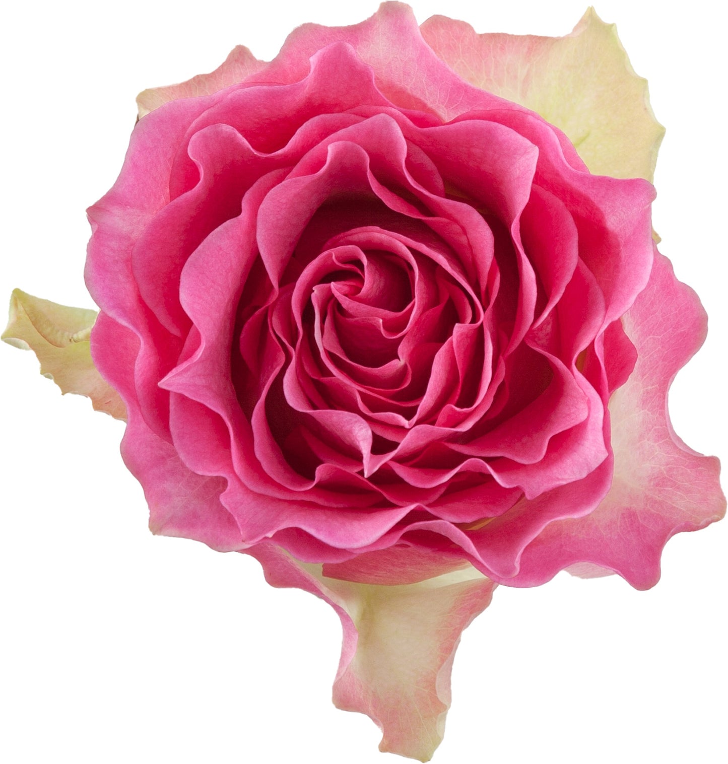 Rose Malibu