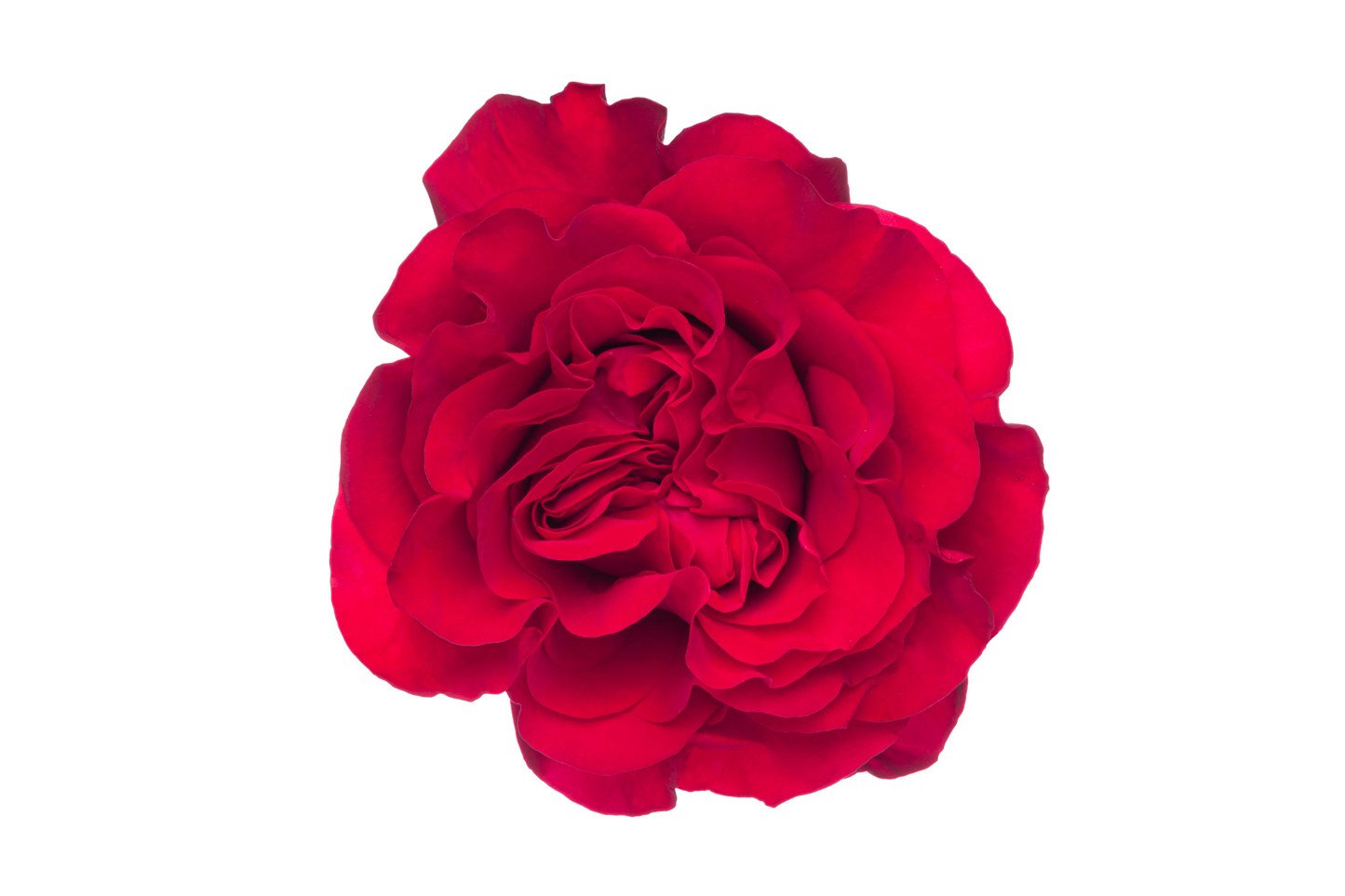 Garden Rose Mayra's Bright