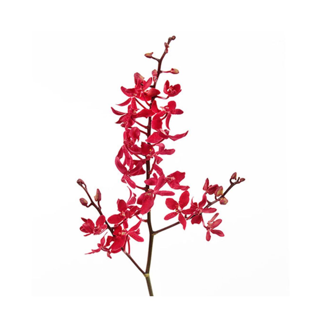 Mokara Orchid