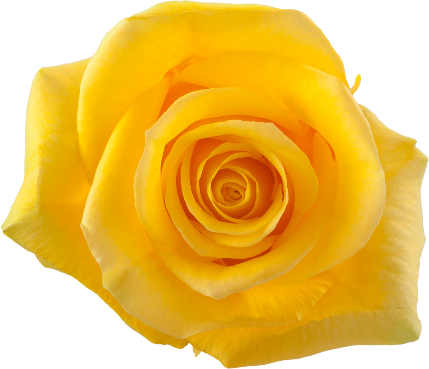 Rose Momentum