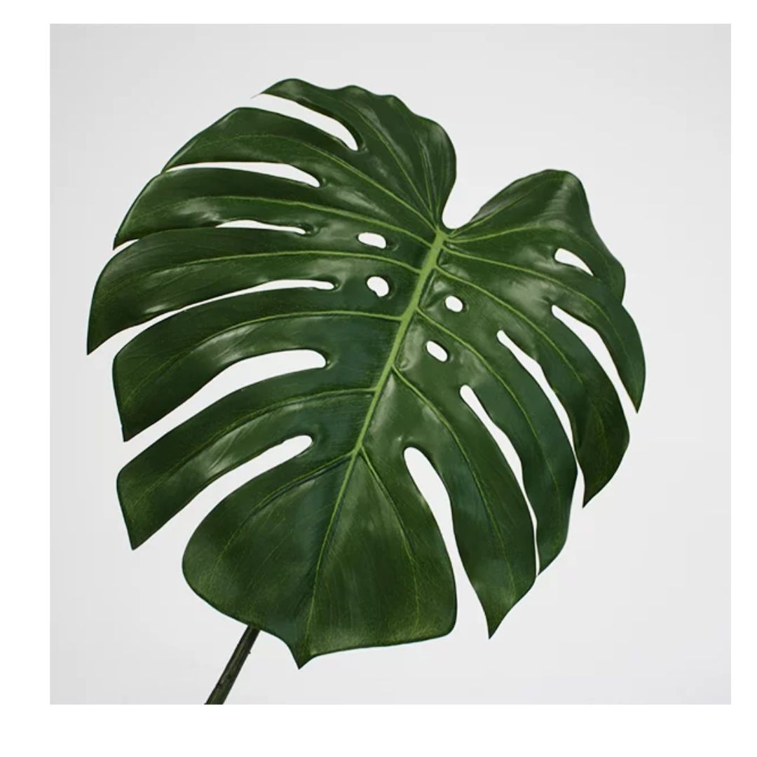 Monstera