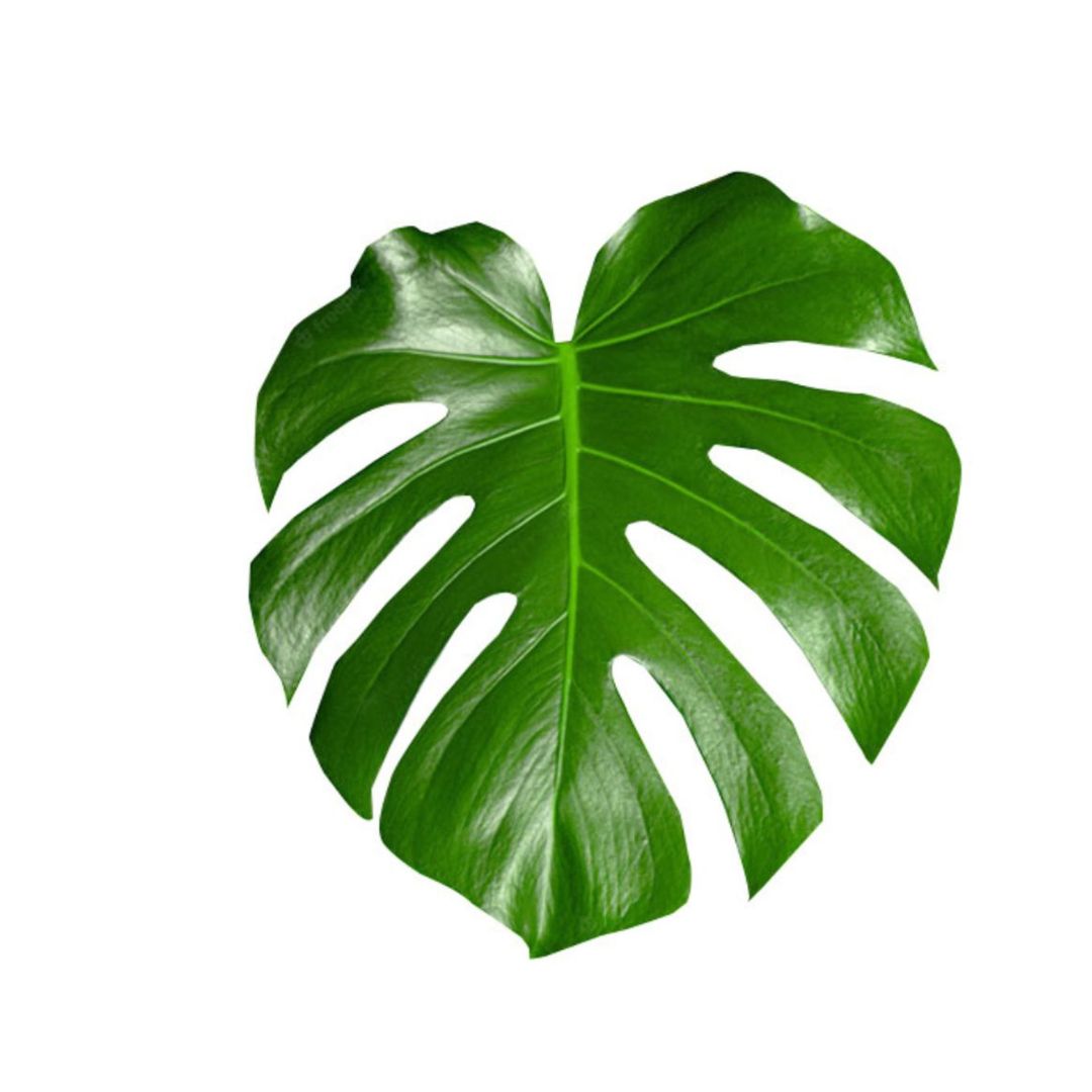 Monstera