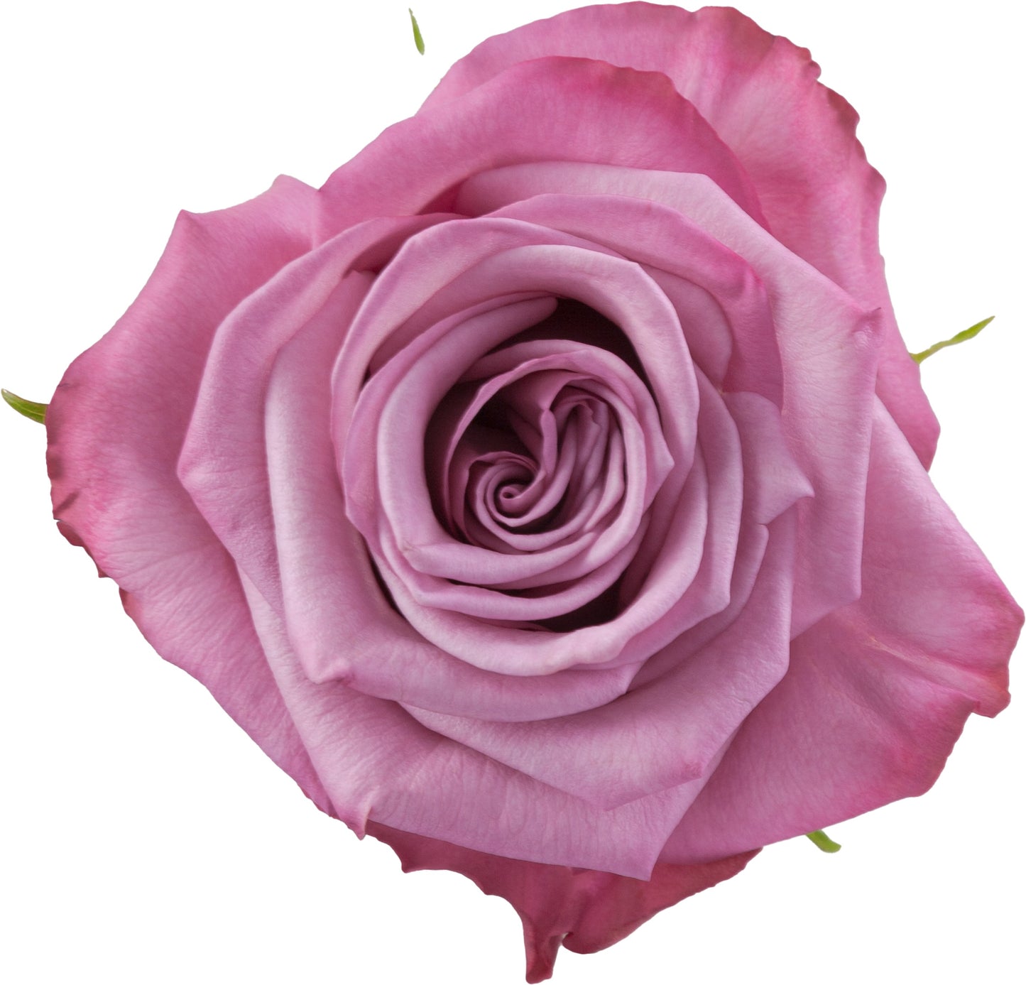 Rose Moody Blues