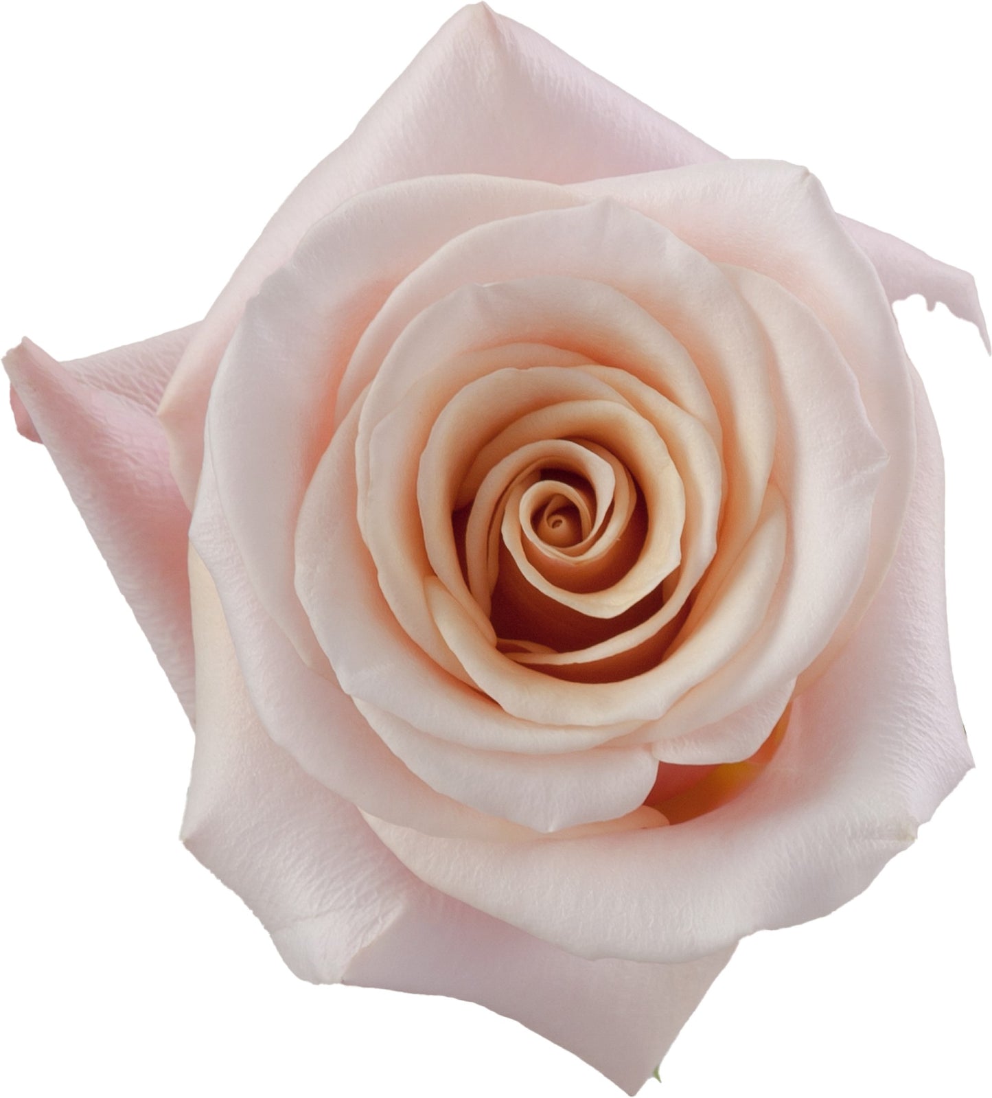 Rose Mother of Pearl