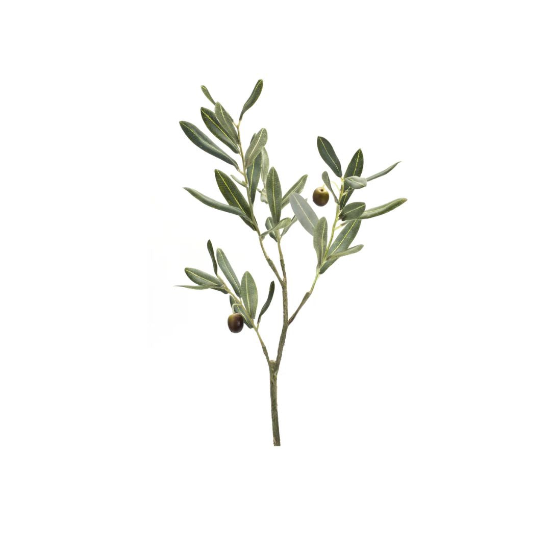 Olive Branch