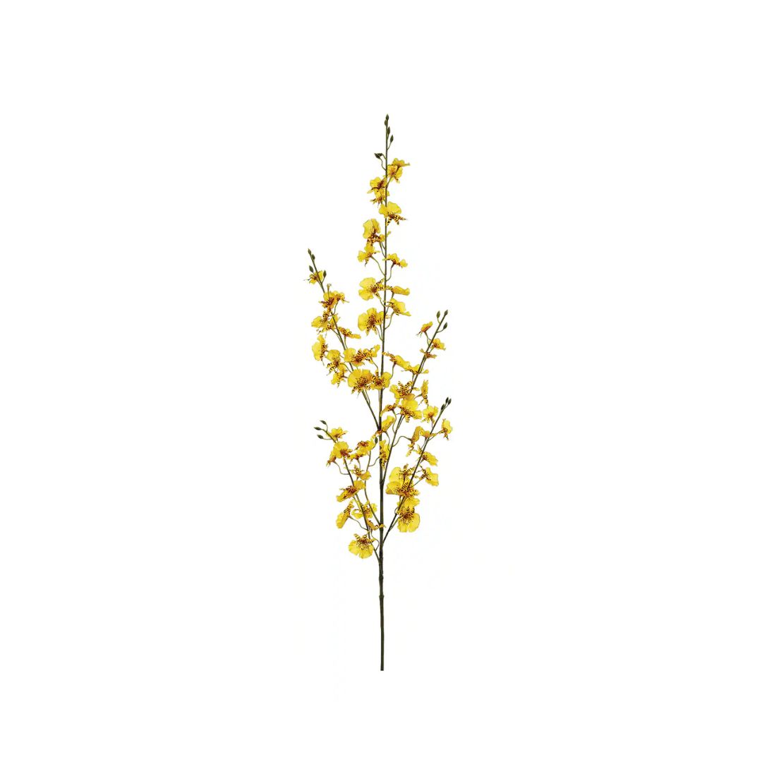 Oncidium Orchid