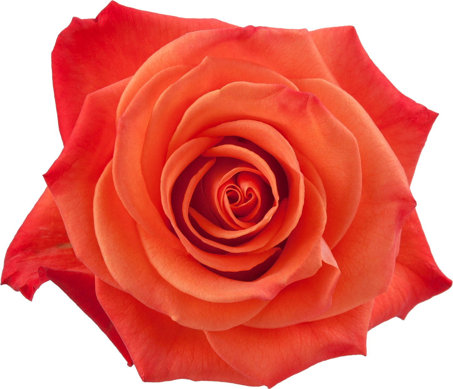 Rose Orange Crush