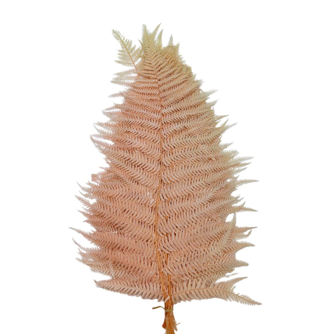 Preserved Leather Fern