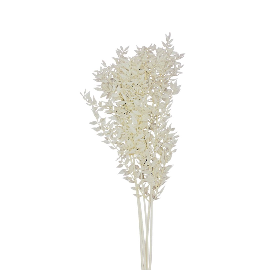 Preserved Italian Ruscus