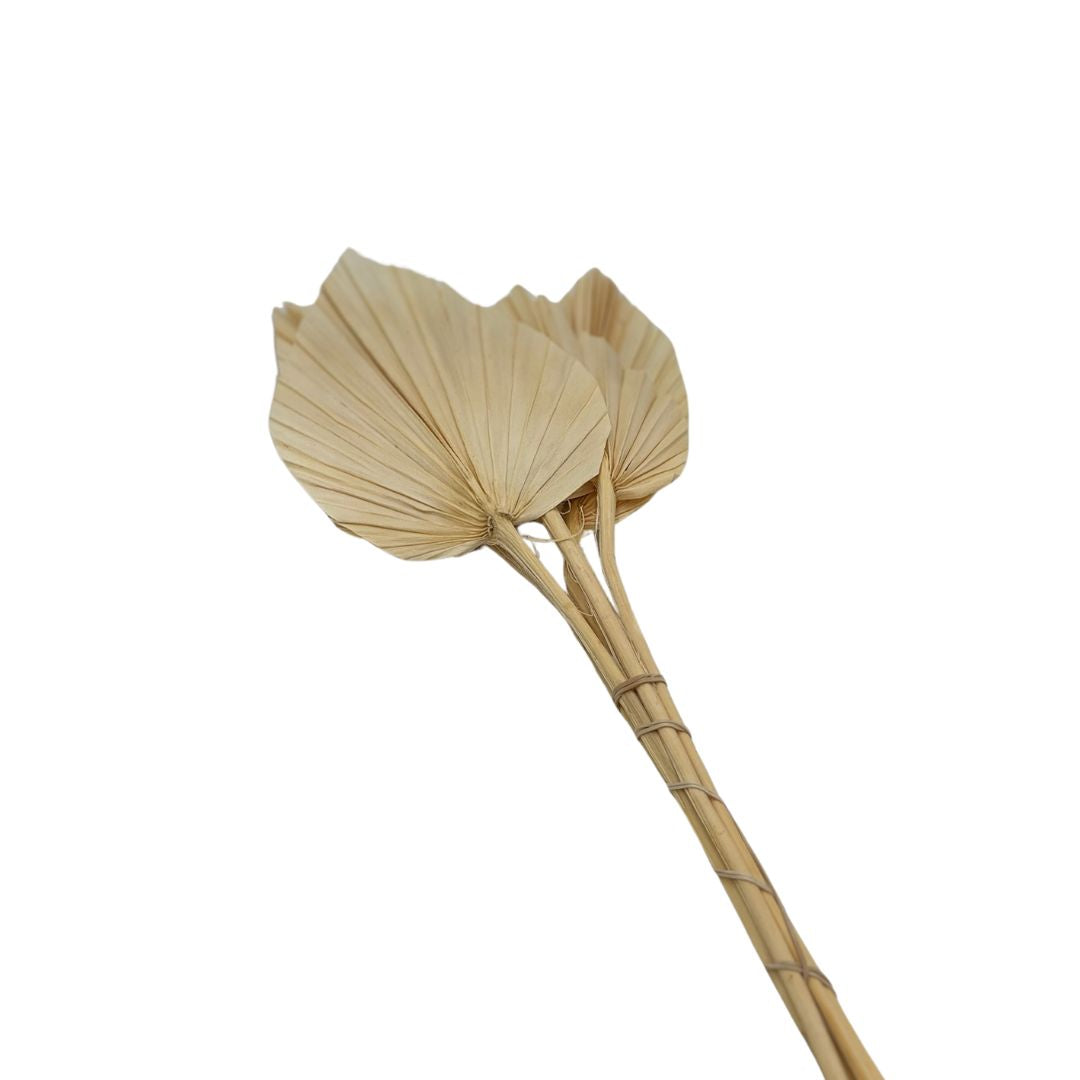 Preserved Palm Spear