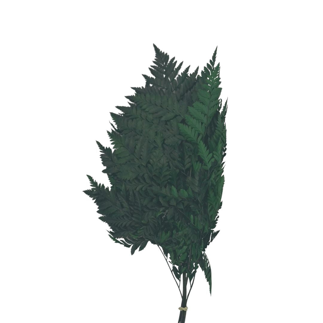 Preserved Leather Fern