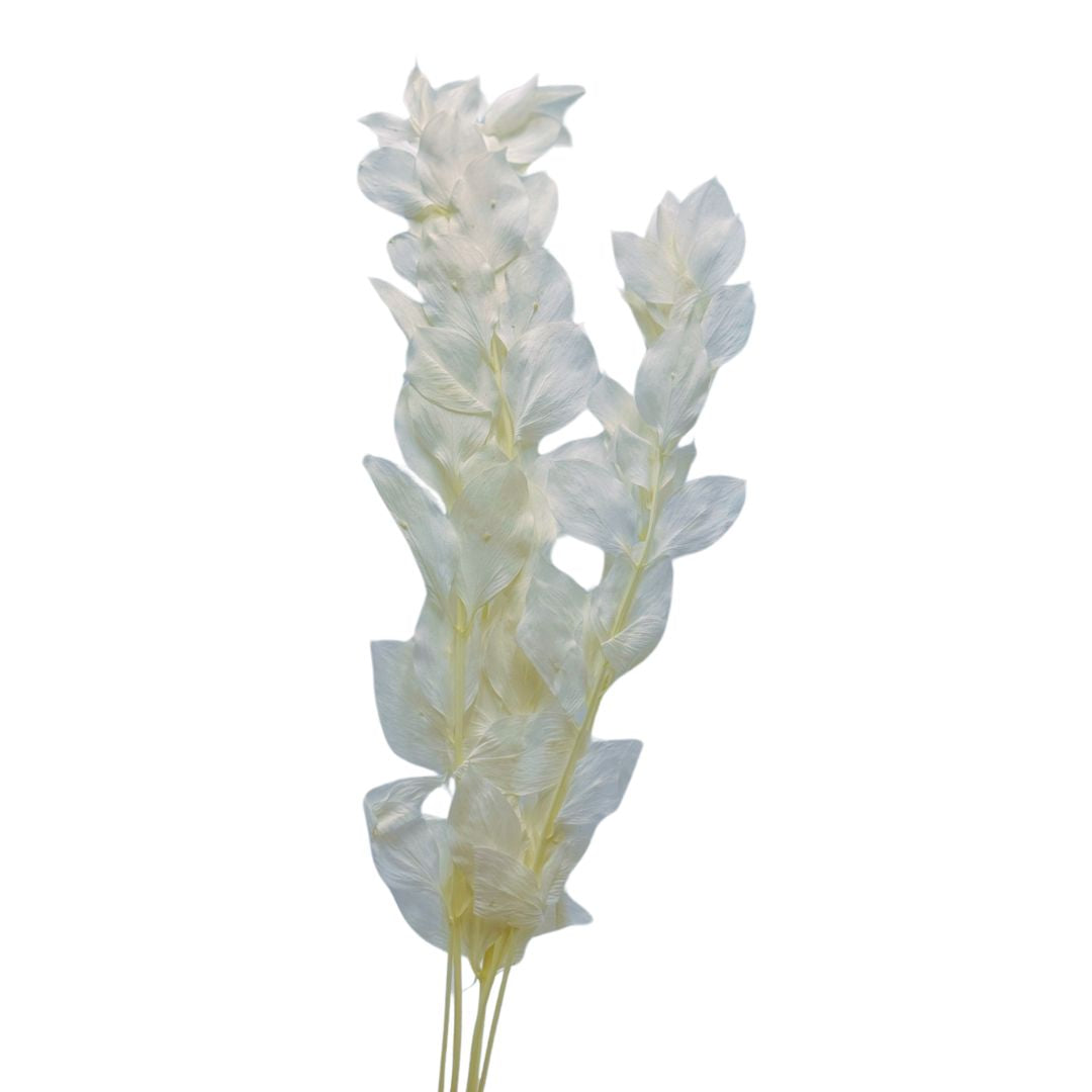 Preserved Israeli Ruscus