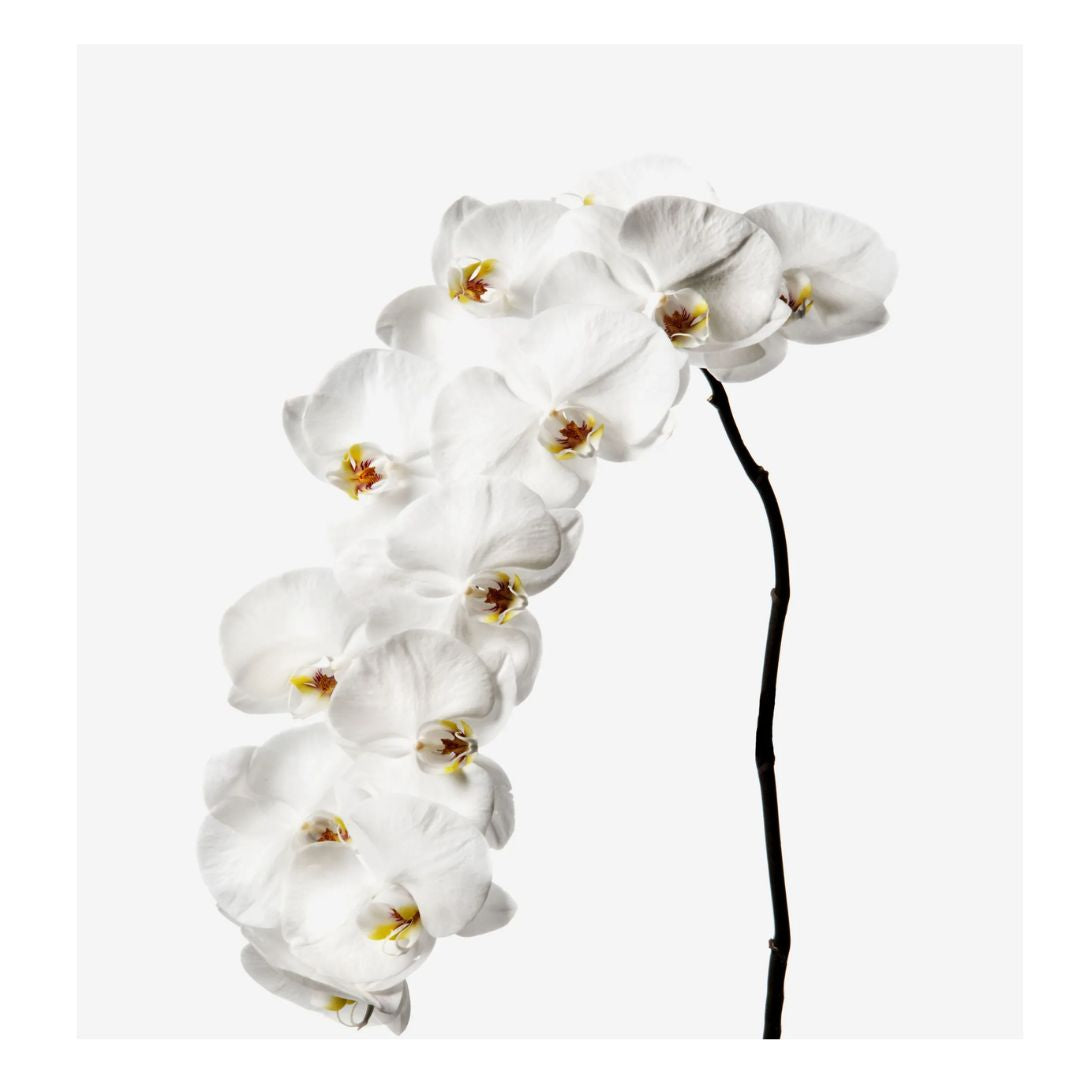Phalaenopsis Orchid