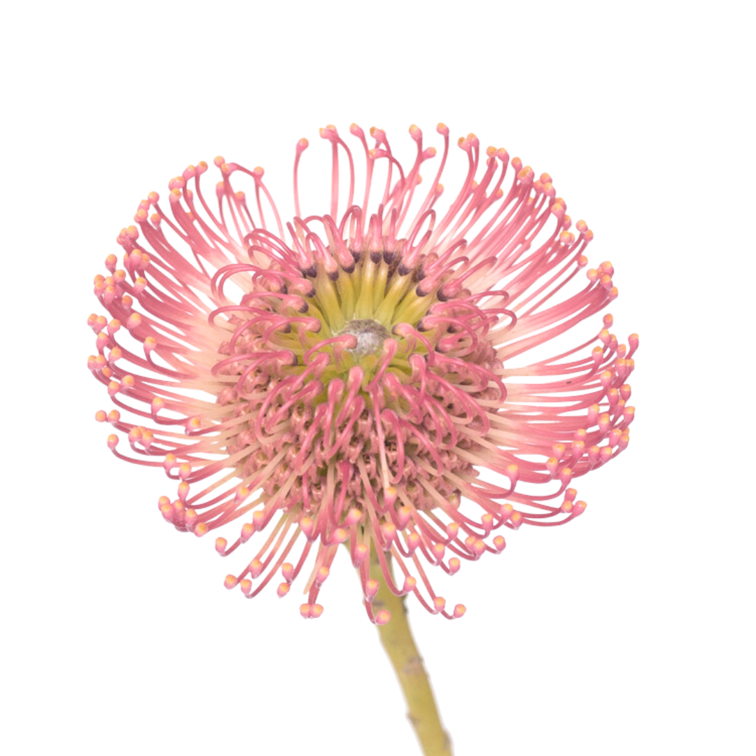 Pin Cushion