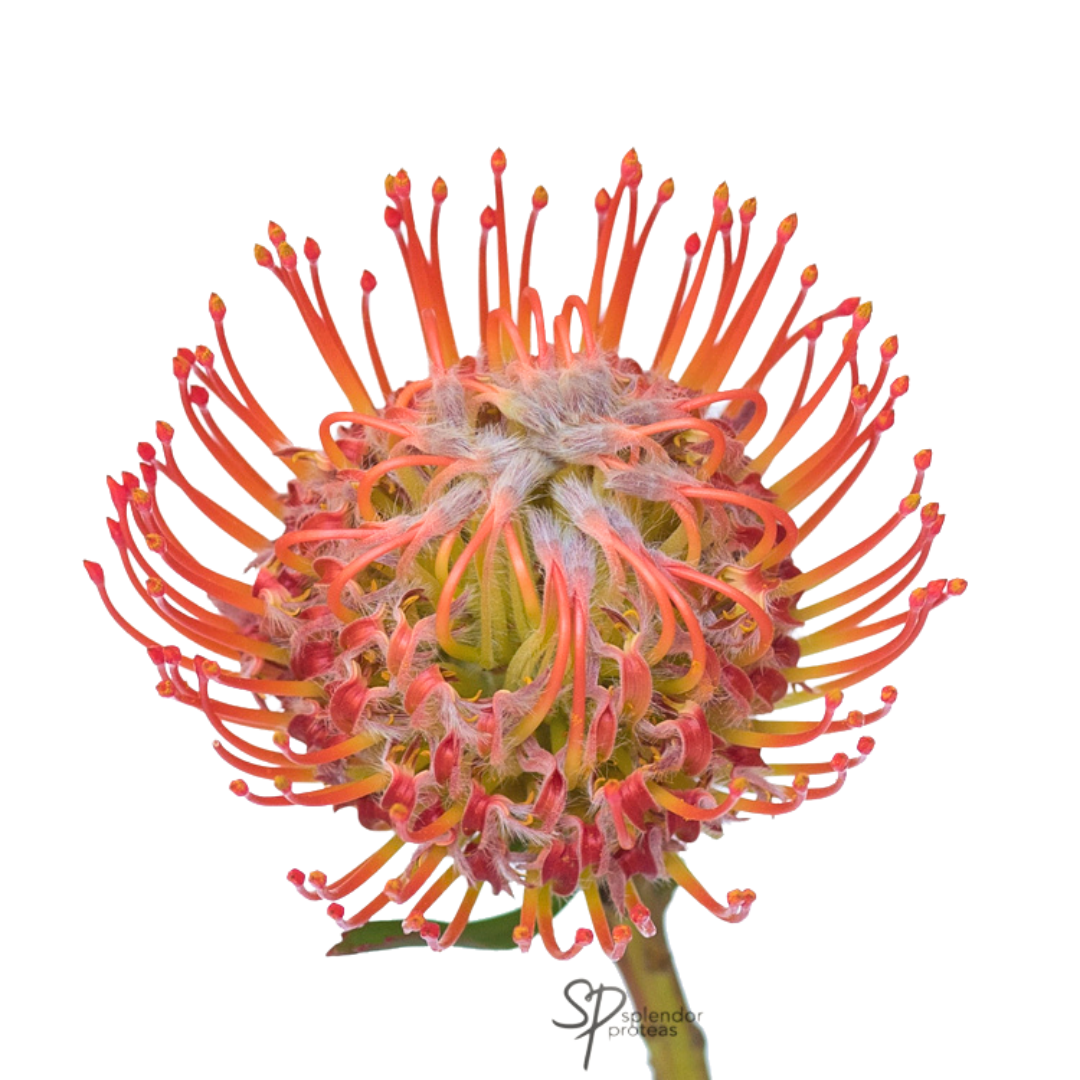 Pin Cushion