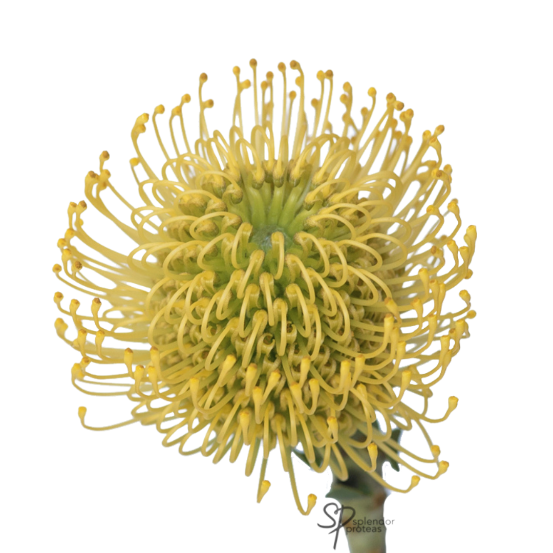 Pin Cushion