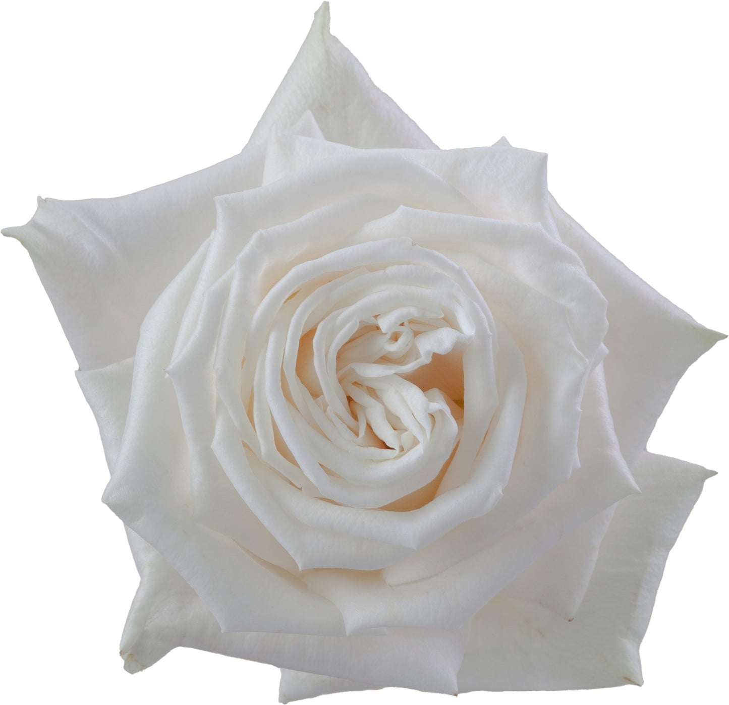Rose Playa Blanca