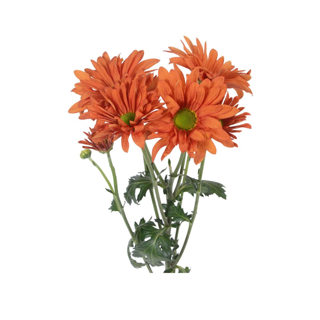 Daisy