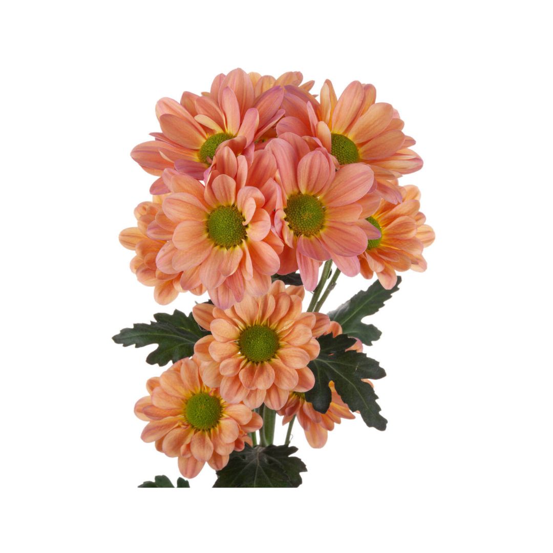 Daisy