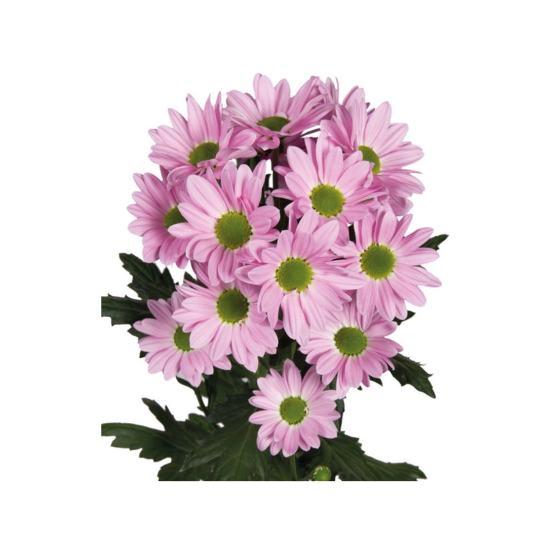 Daisy