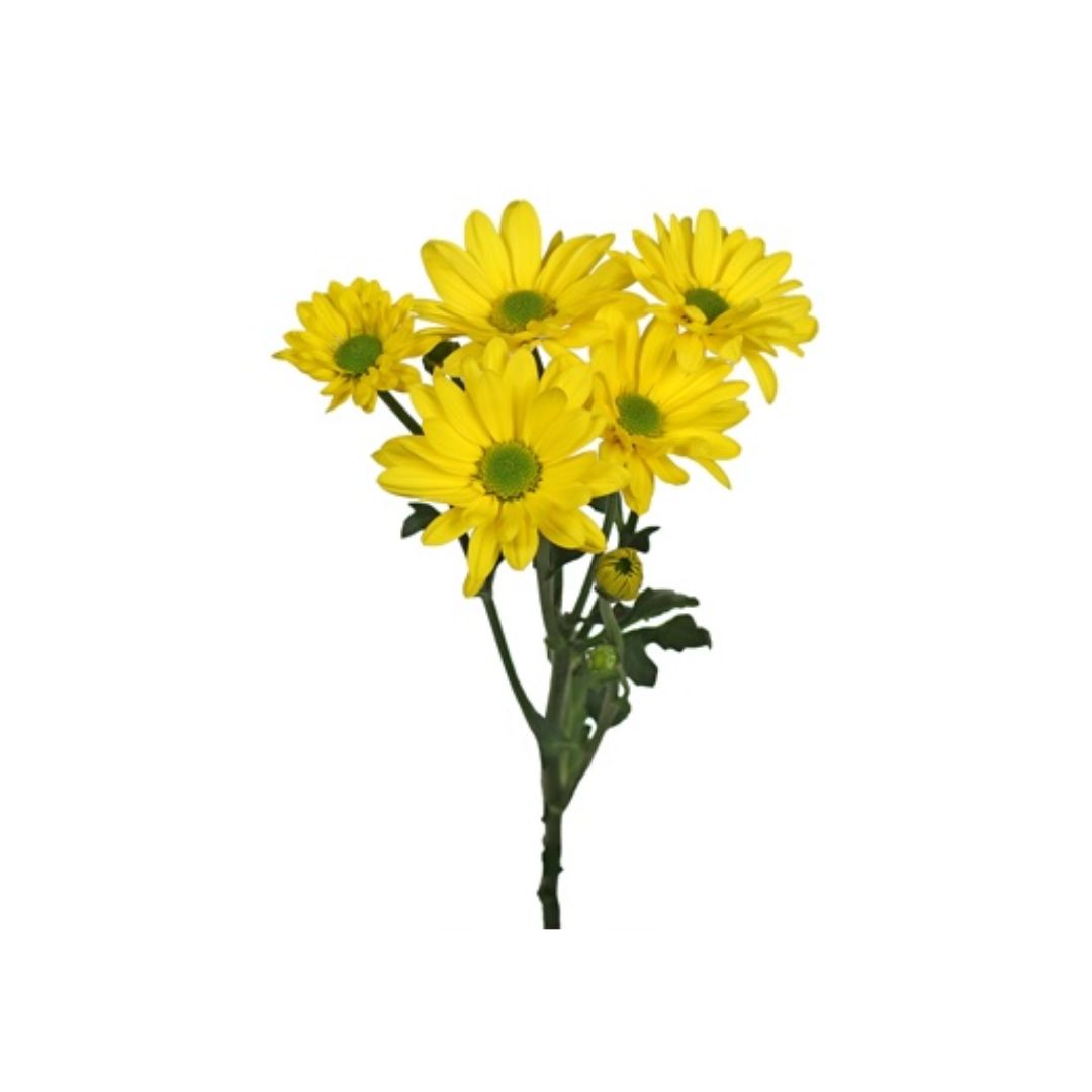 Daisy