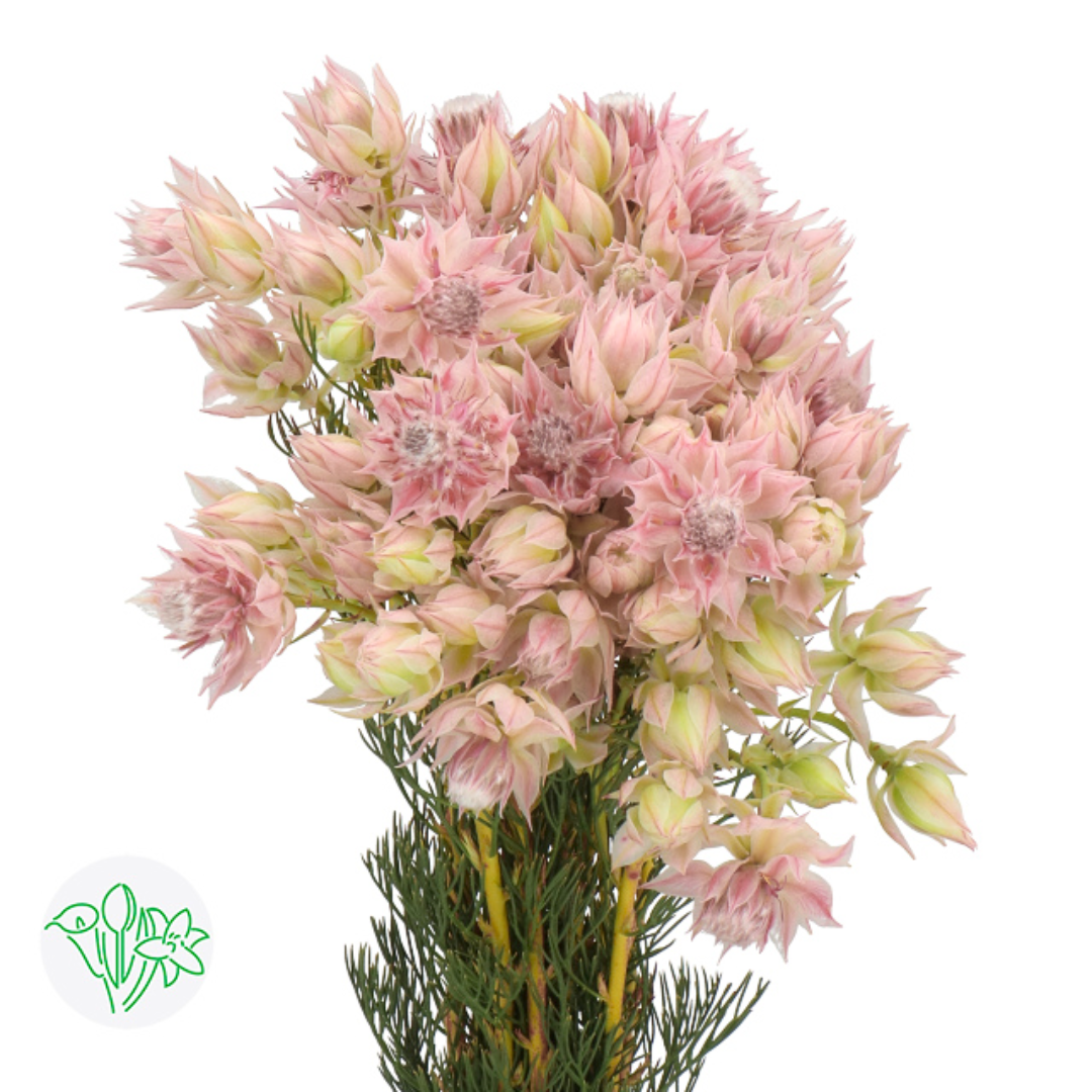 Blushing Bride Protea