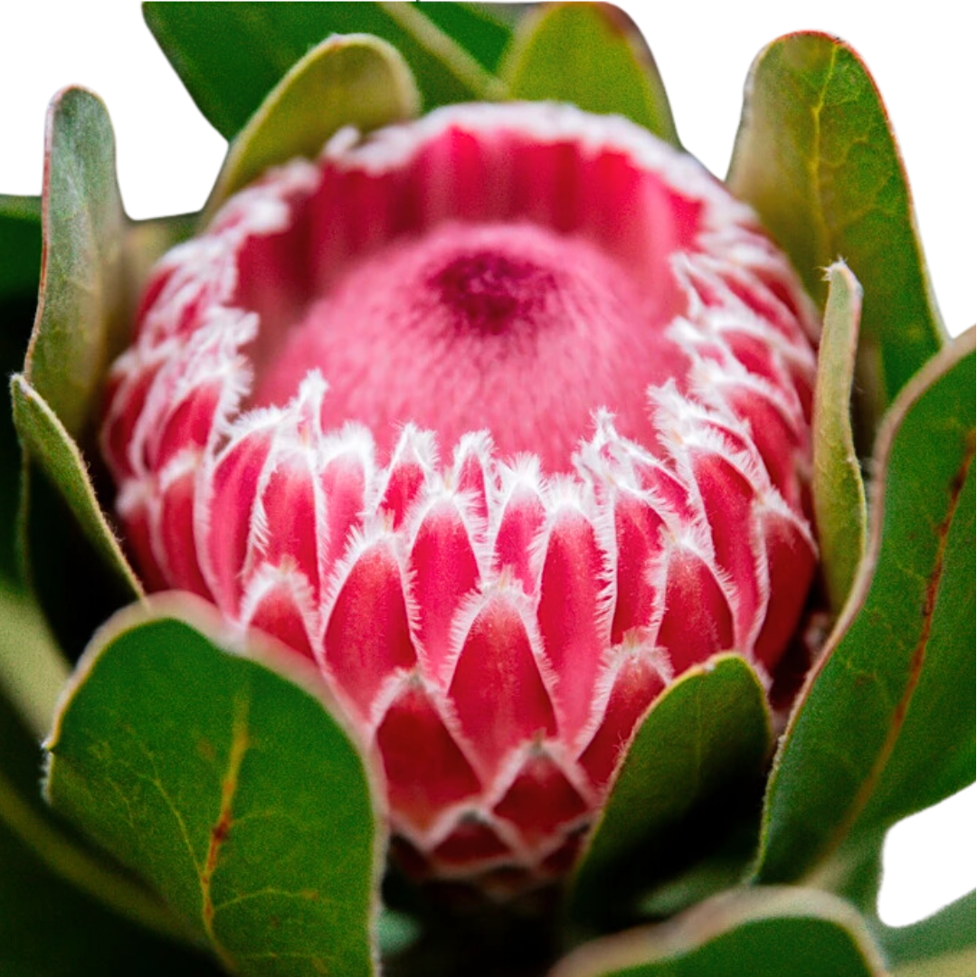 Empress Protea